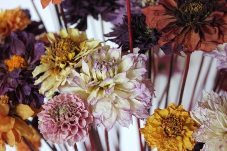 dryed dahlias 4